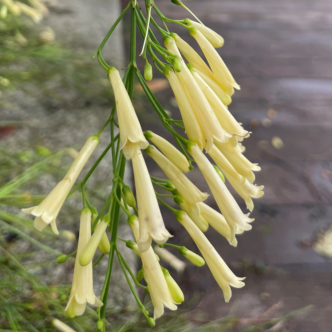 Yellow Firecracker Plant  (<i>Russelia equisetiformis</i> &lsquo;Lemon Falls&rsquo;)