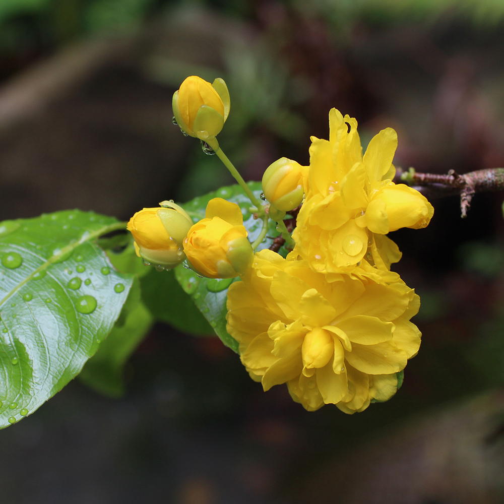Yellow Mai (&lt;i&gt;Ochna integerrima)&lt;/i&gt;
