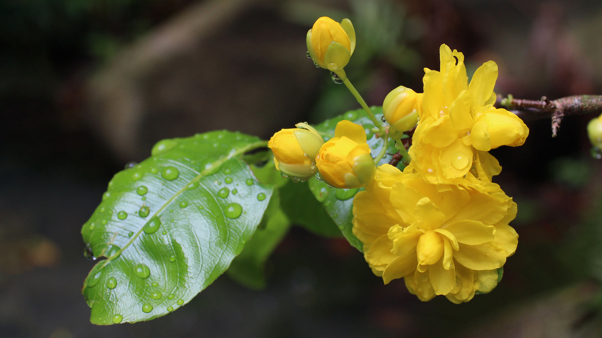 Yellow Mai (<i>Ochna integerrima)</i>