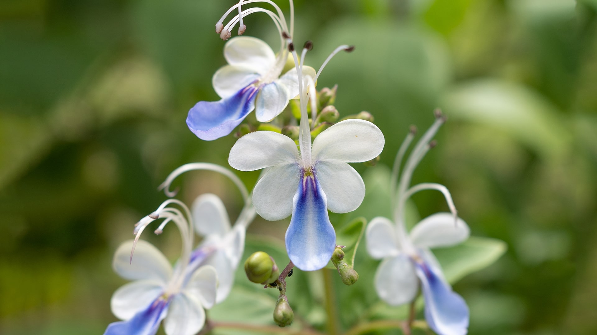Blue Butterfly Bush (Rotheca myricoides 'Ugandense')