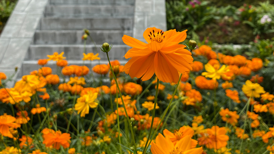 Sulfur Cosmos (Cosmos sulphureus)