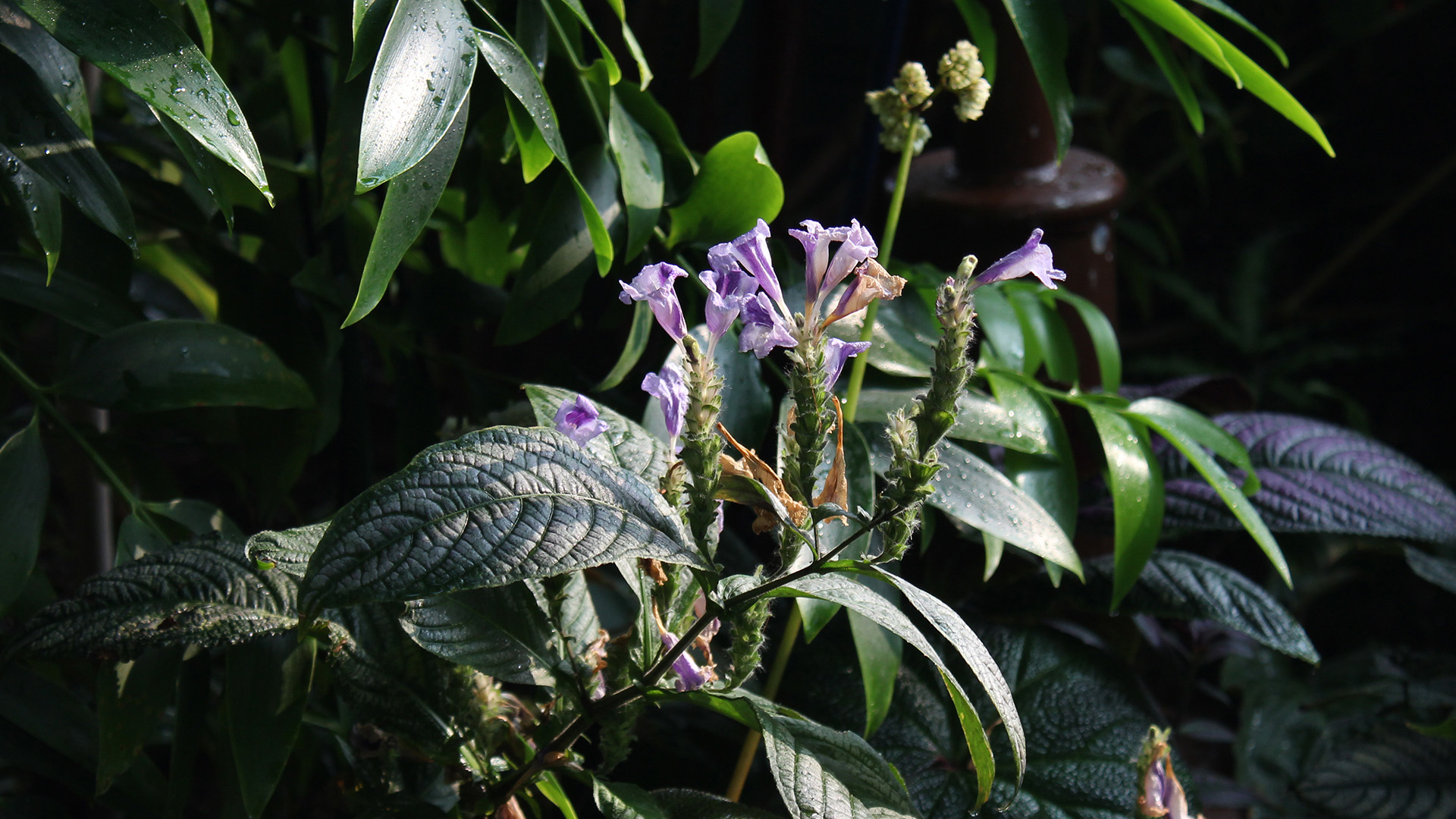 Persian shield (Strobilanthes dyerianus)