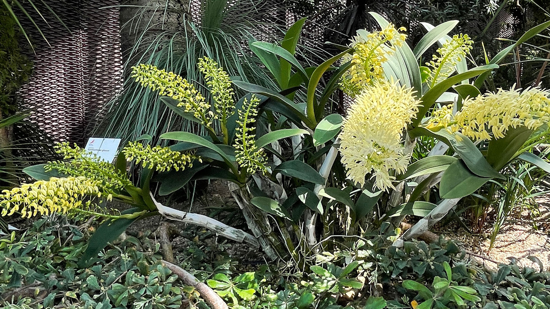Sydney Rock Orchid (Dendrobium speciosum var. speciosum)