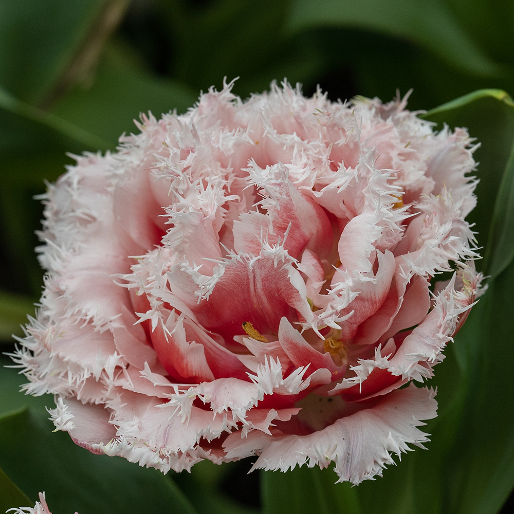 Monreale Tulip Nymphea