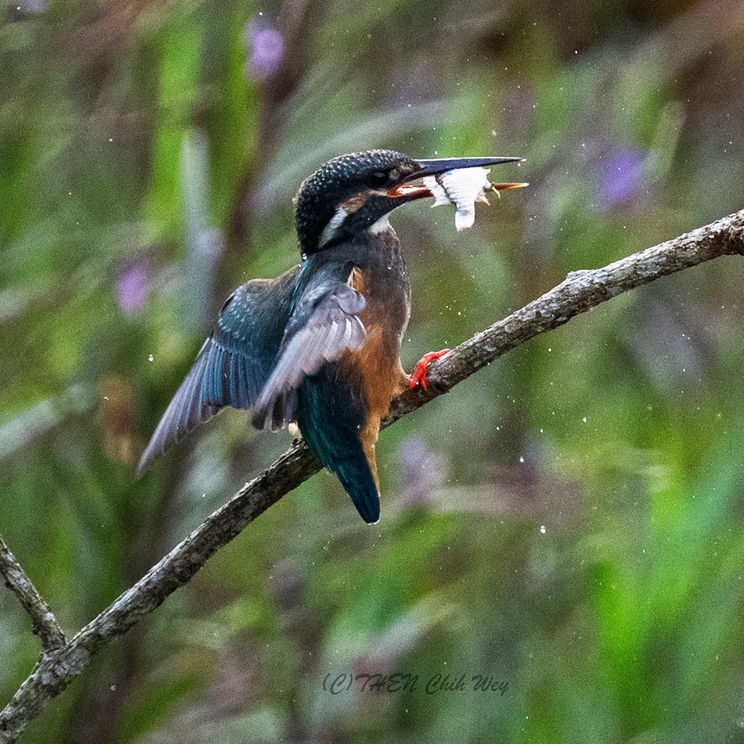 Common Kingfisher (<i>Alcedo atthis</i>)