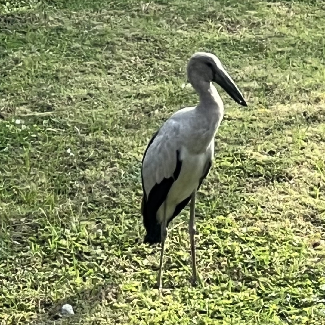Asian Openbill (<i>Anastomus oscitans</i>)