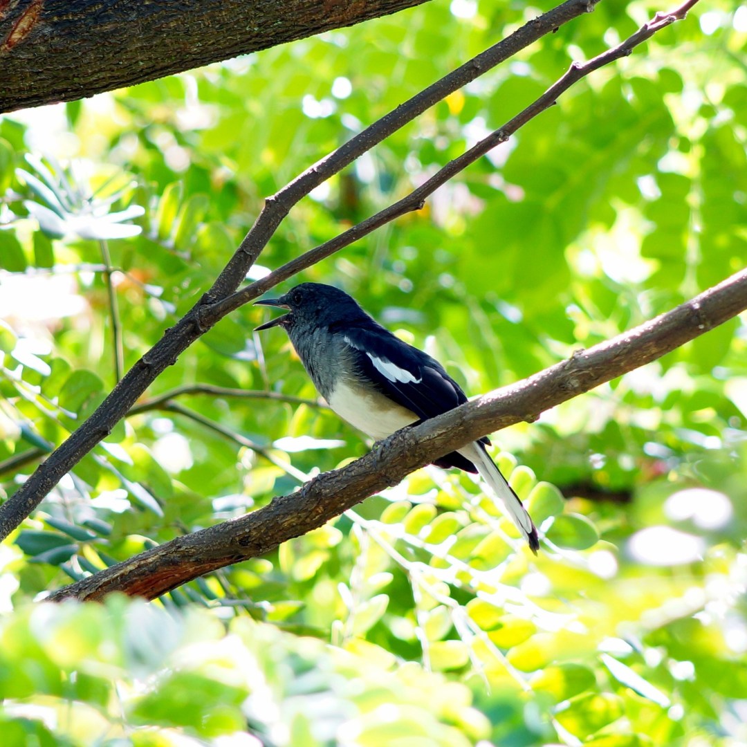 Oriental Magpie-Robin