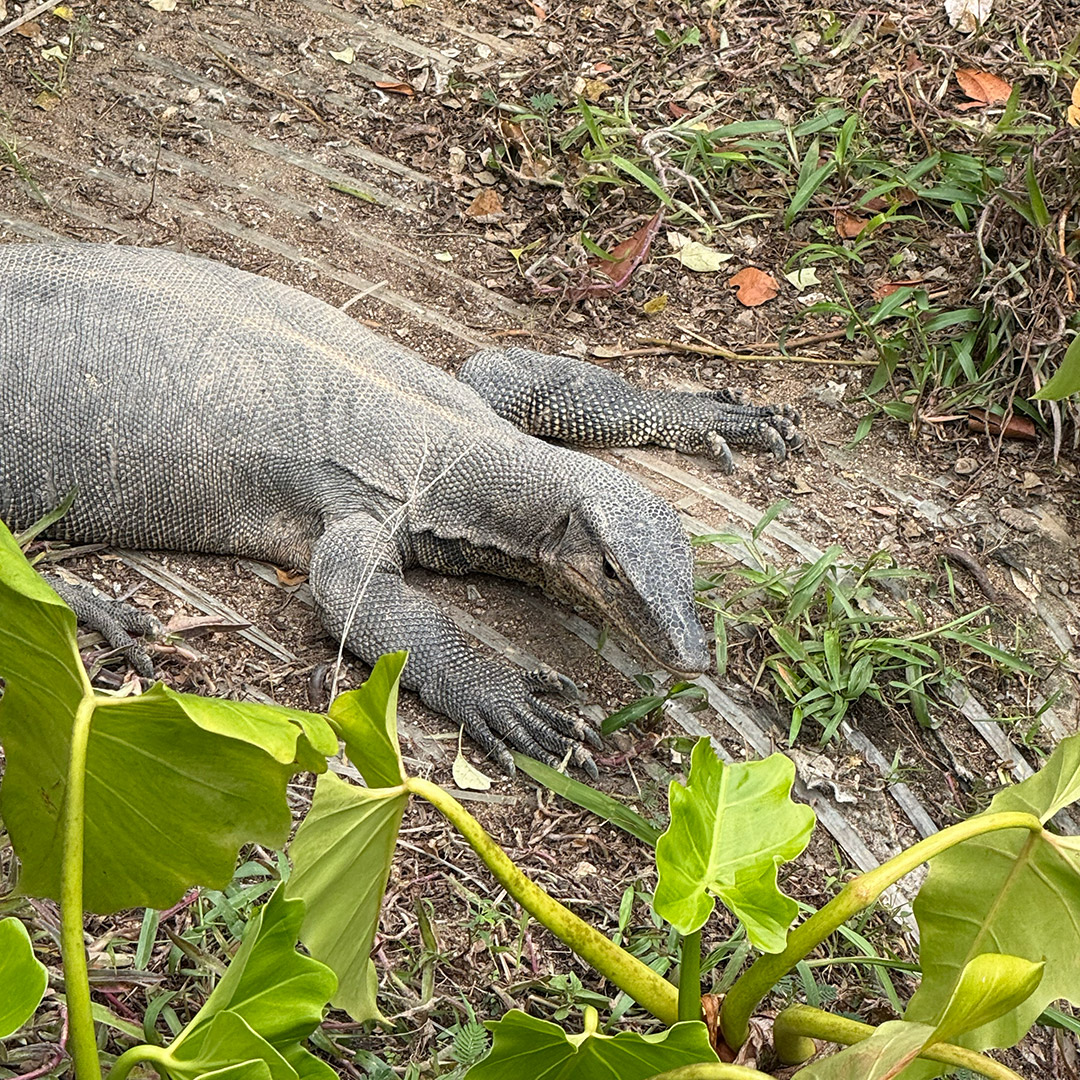 Malayan Monitor Lizard