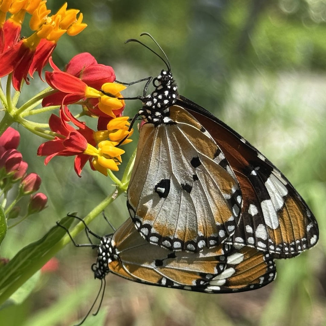 Plain Tiger Butterfly (<i>Danaus chrysippus</i>)