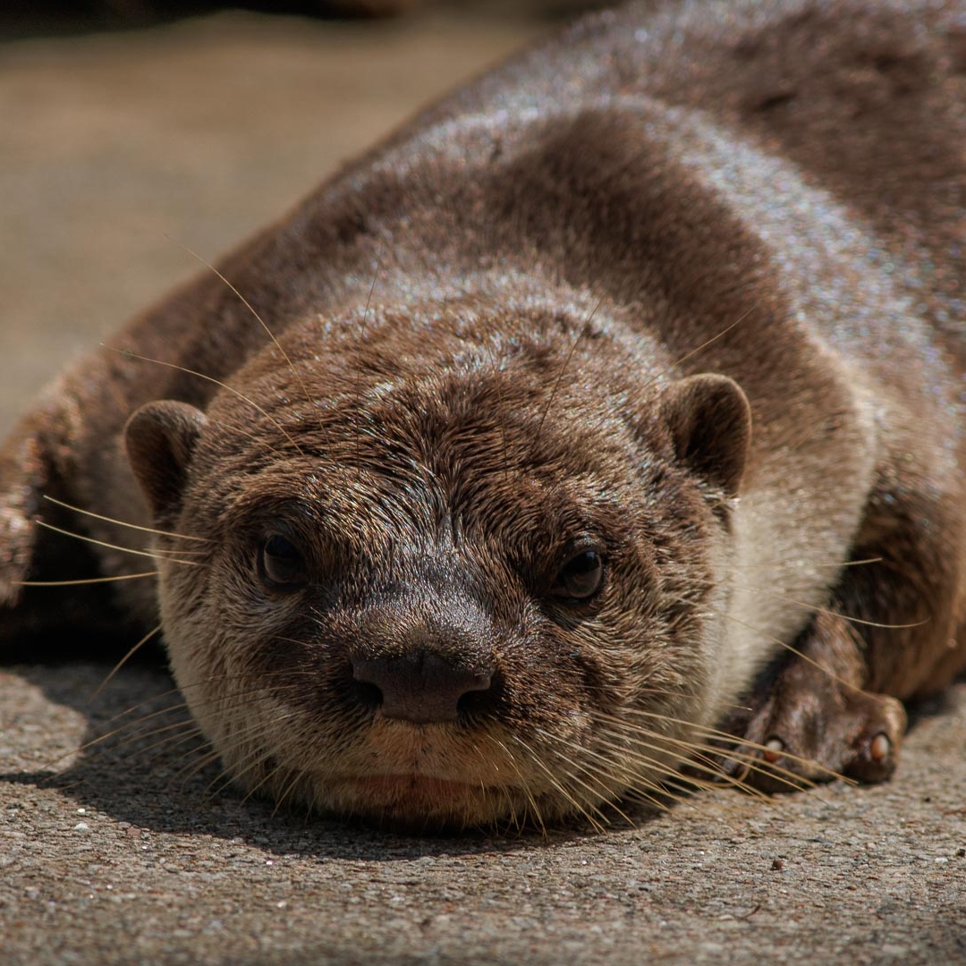 Smooth-Coated Otter (<i>Lutrogale perspicillata</i>)