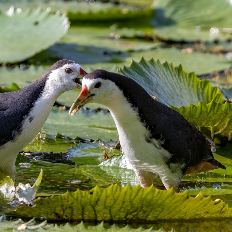 White-breasted Waterhen (<i>Amaurornis phoenicurus</i>)