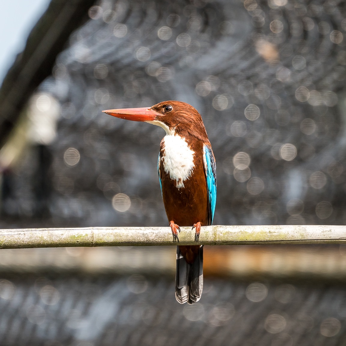 White- throated Kingfisher (<i>Halcyon smyrnensis</i>)