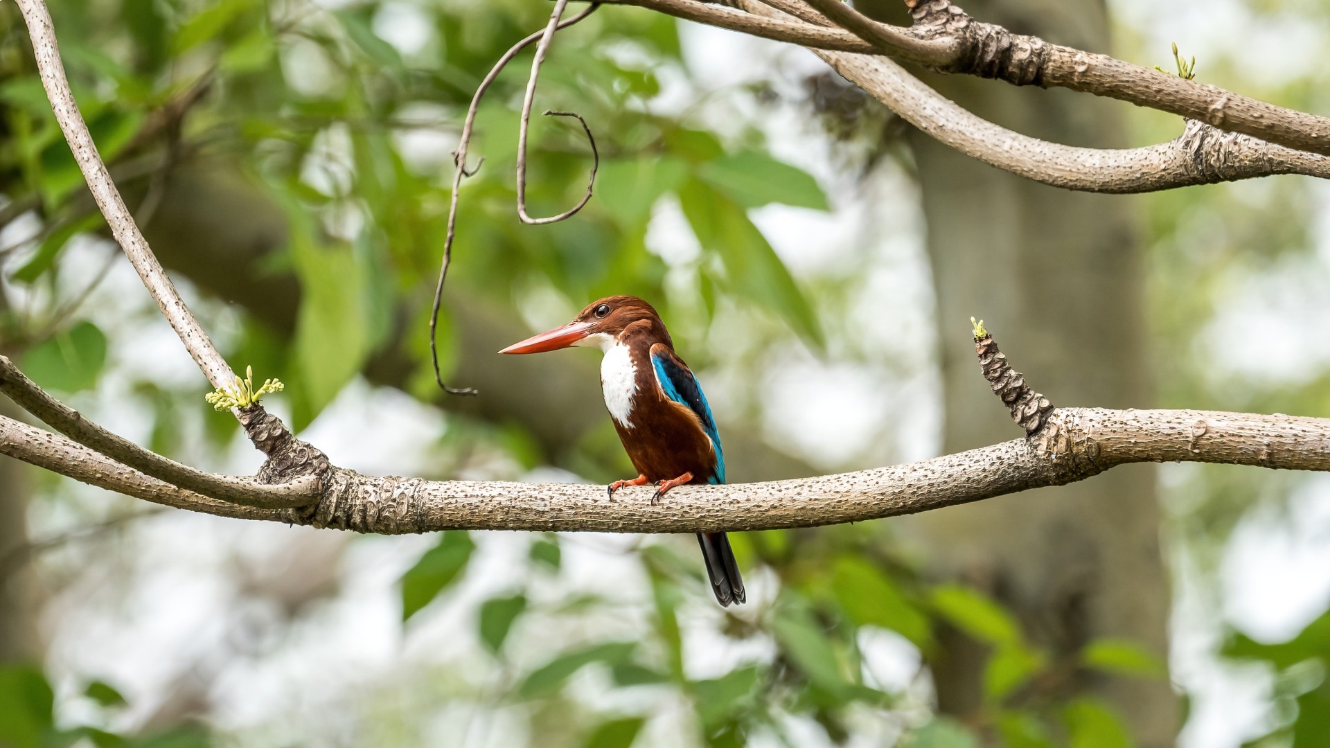 White- throated Kingfisher (<i>Halcyon smyrnensis</i>)