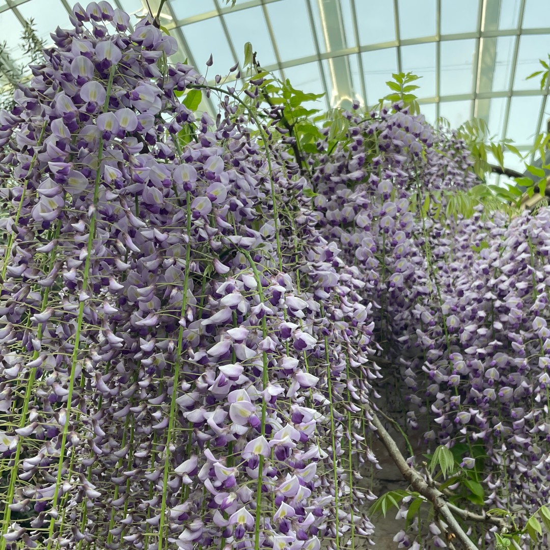 Wisteria (<i>Wisteria</i> species and cultivars) 