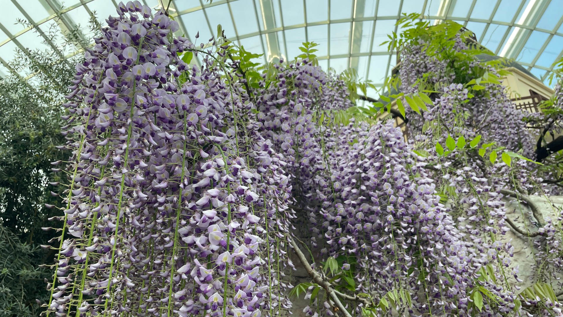 Wisteria (<i>Wisteria</i> species and cultivars) 
