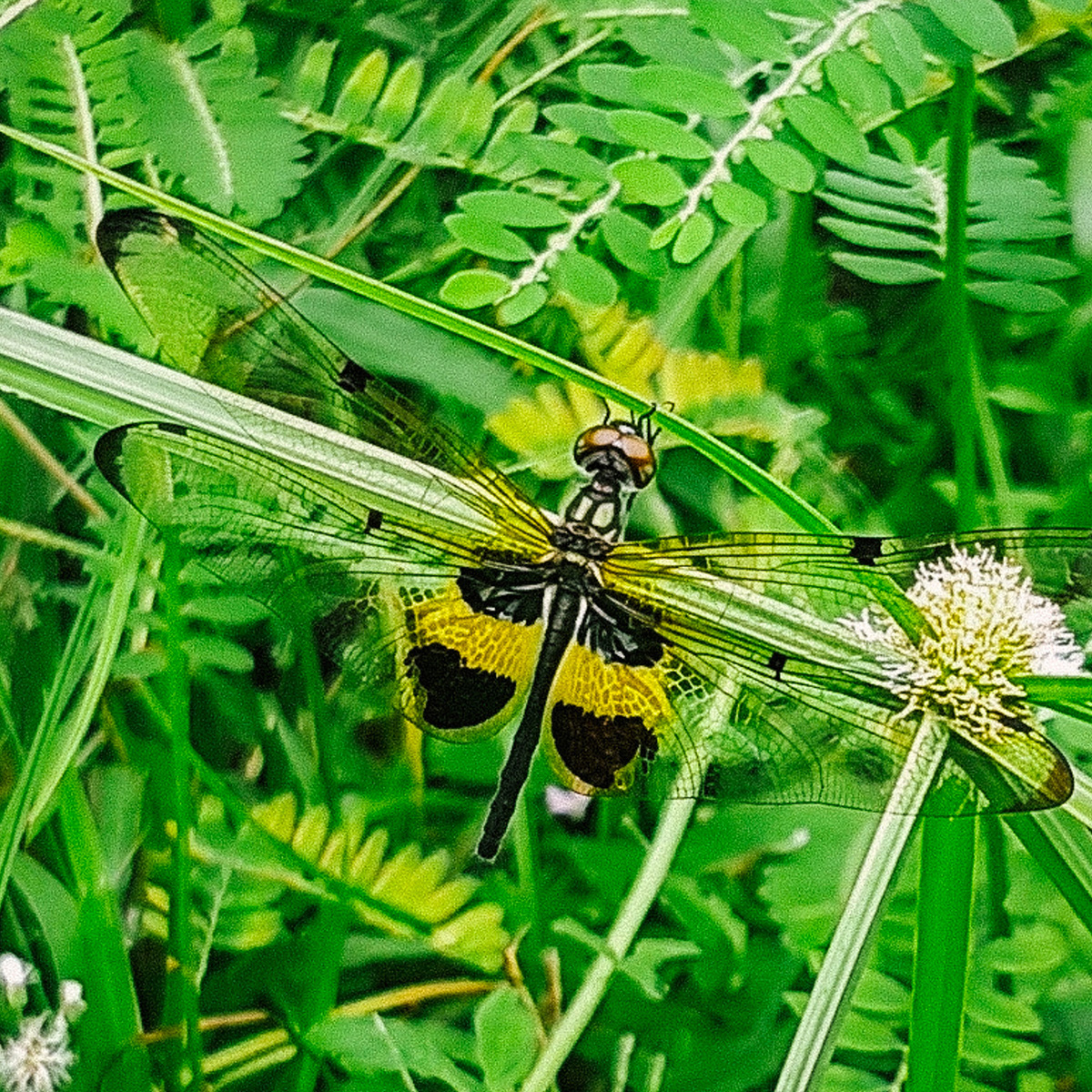 Yellow-barred Flutterer (<i>Rhyothemis phyllis<i/>)