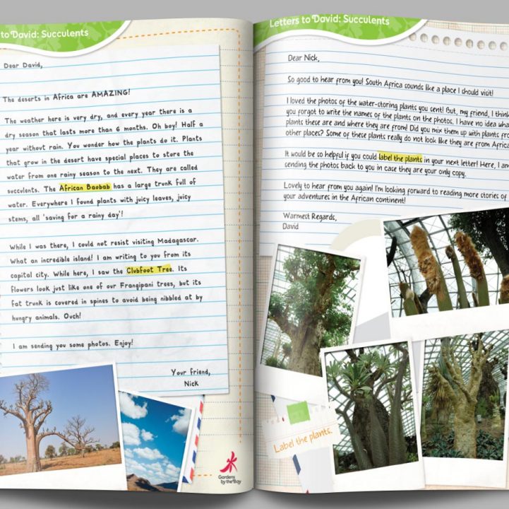 Letters to David: Succulents