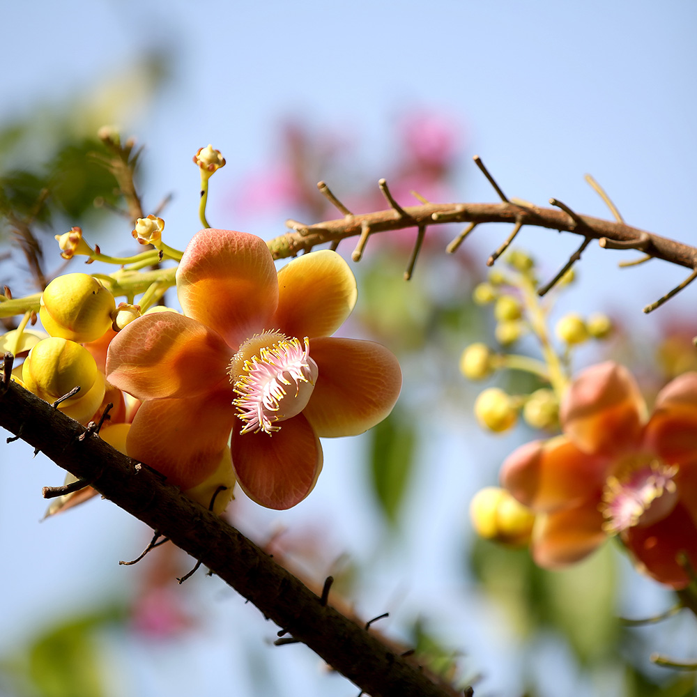 Journey from Seed to Flower