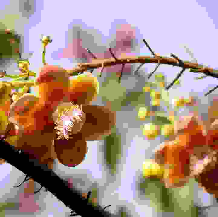 Journey from Seed to Flower