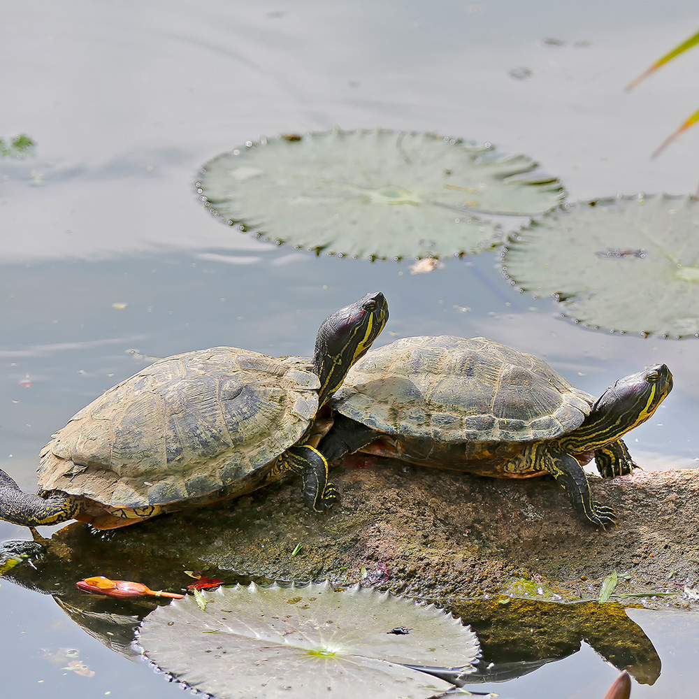 Outdoor Gardens Explorer