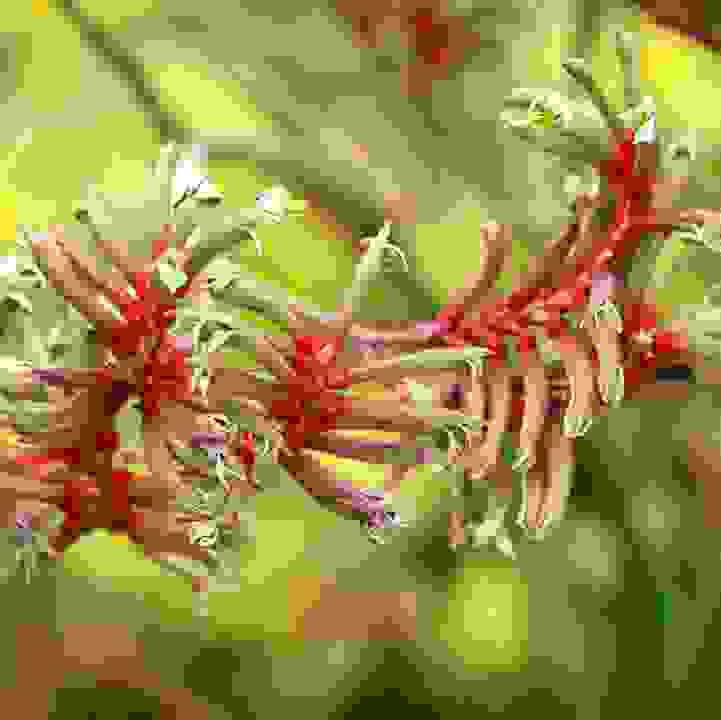 Plant Superstars