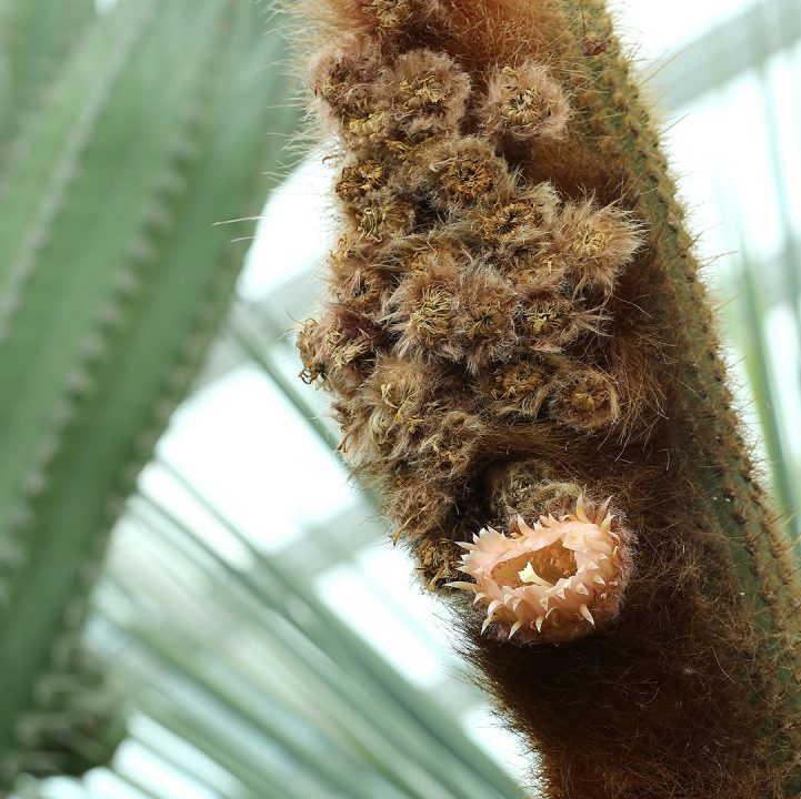 Wise Wee and The Little Adventurers