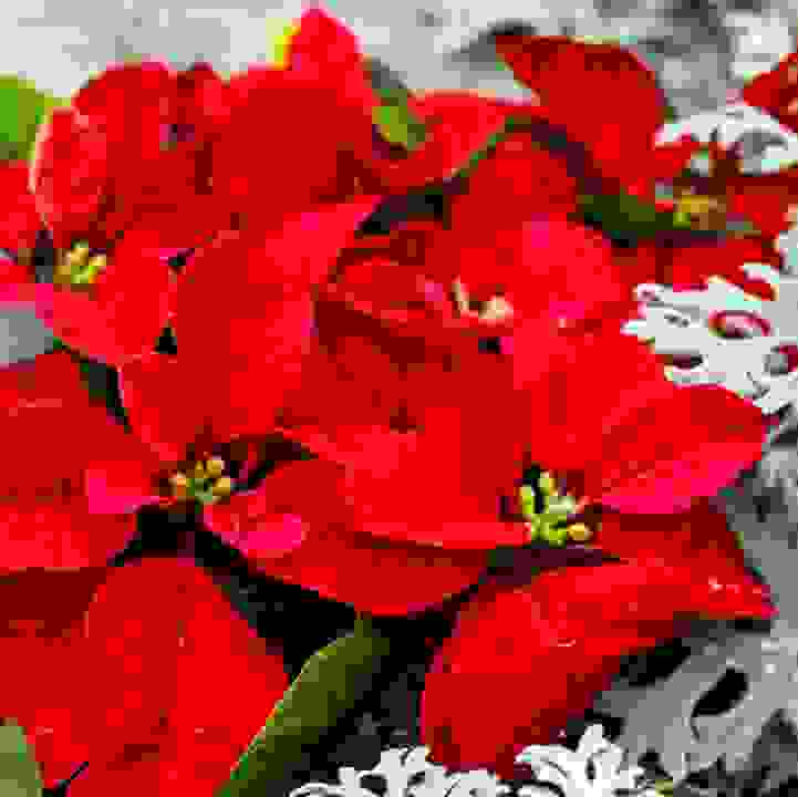 Seasonal Programmes