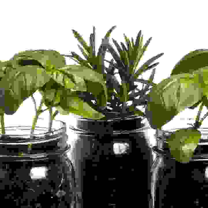 Budding Growers - Tasty Herbs