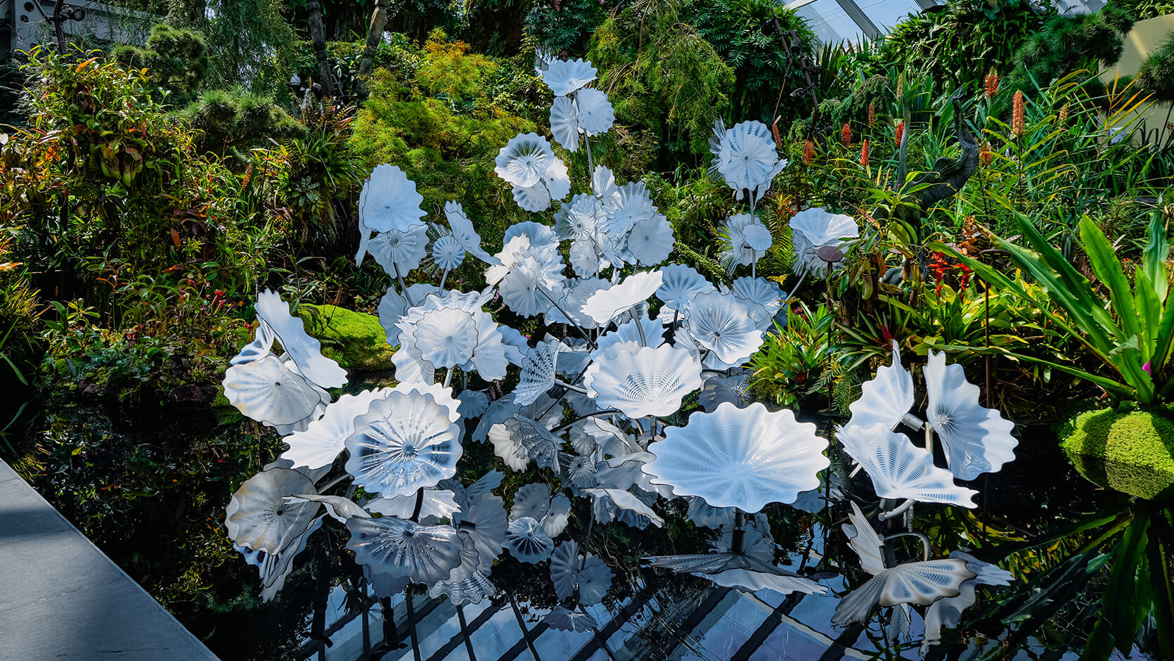 Ethereal White Persians