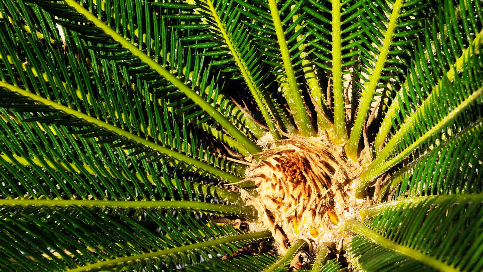 King Sago Cycad (Cycas Revoluta)