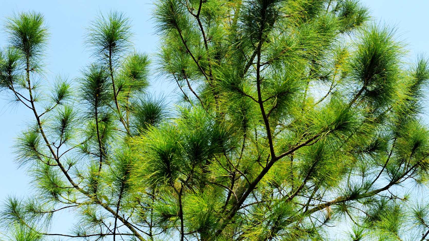 Pine (Pinus spp.)