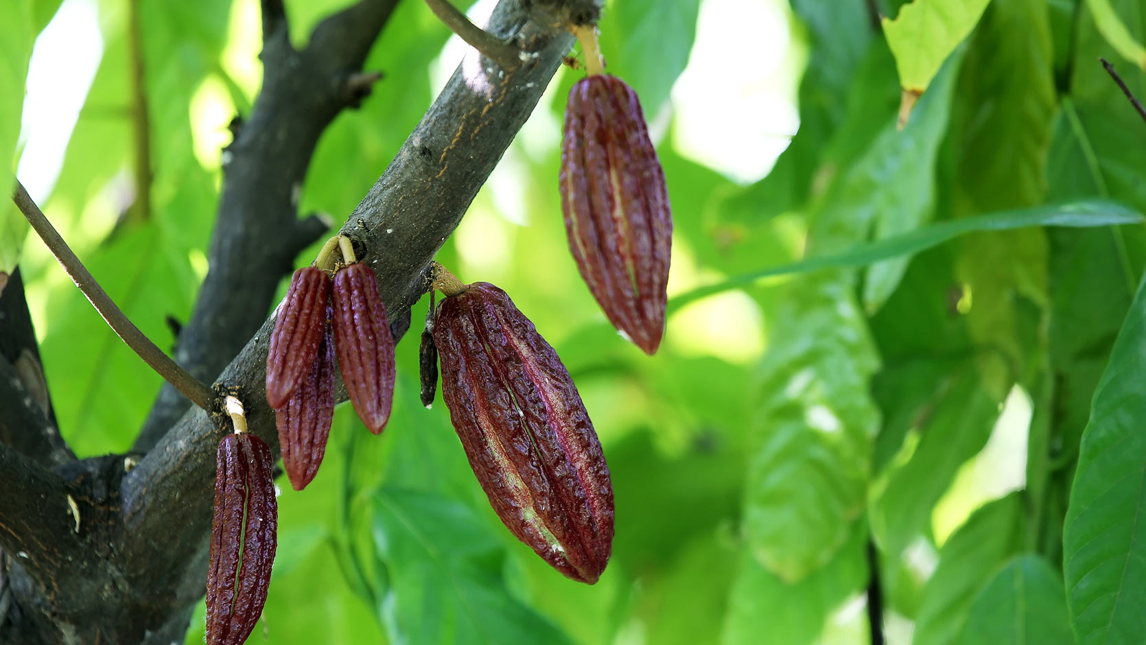 Cocoa (Theobroma Cocao)