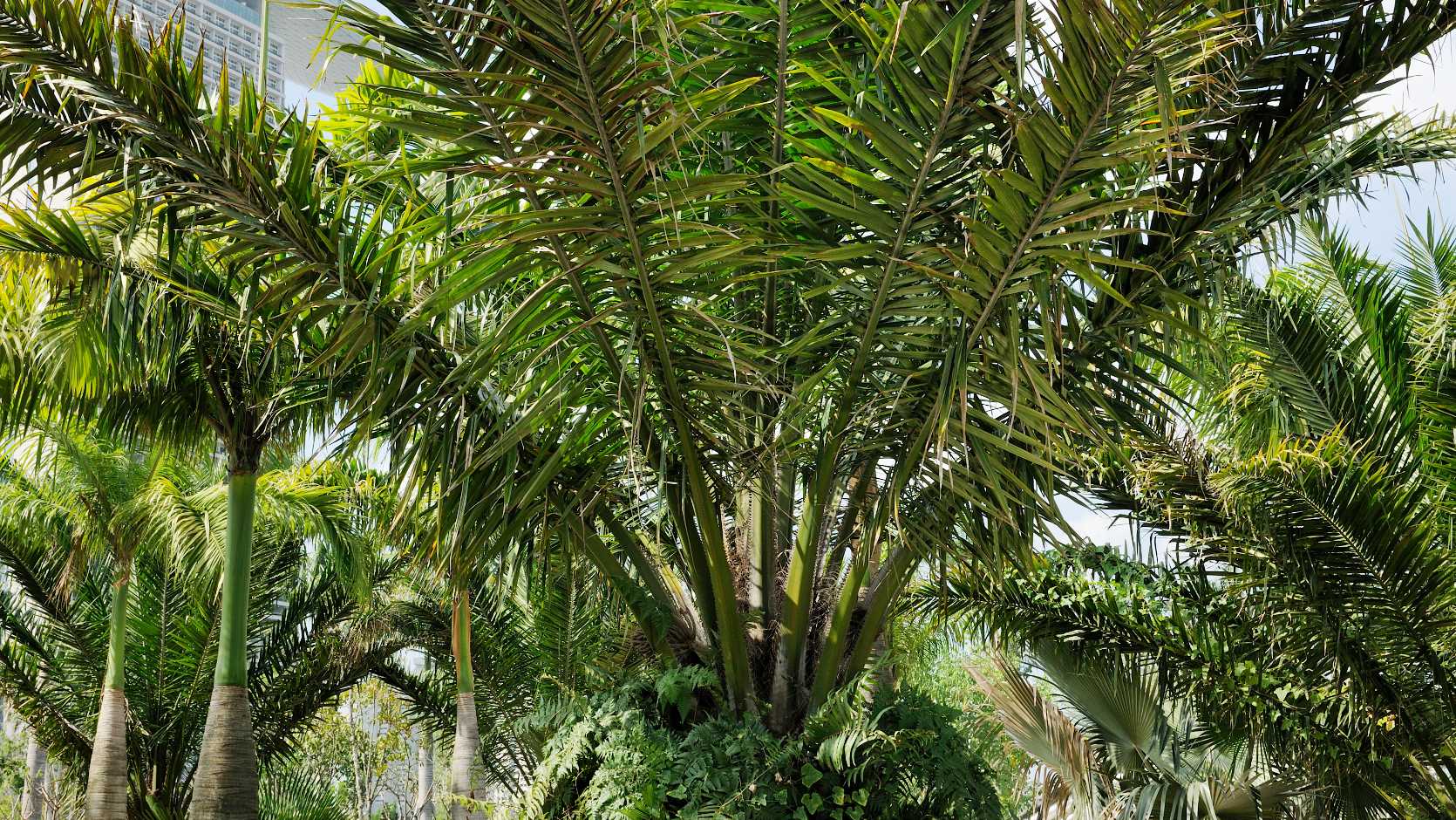 Oil Palm (Elaeis Guineensis)