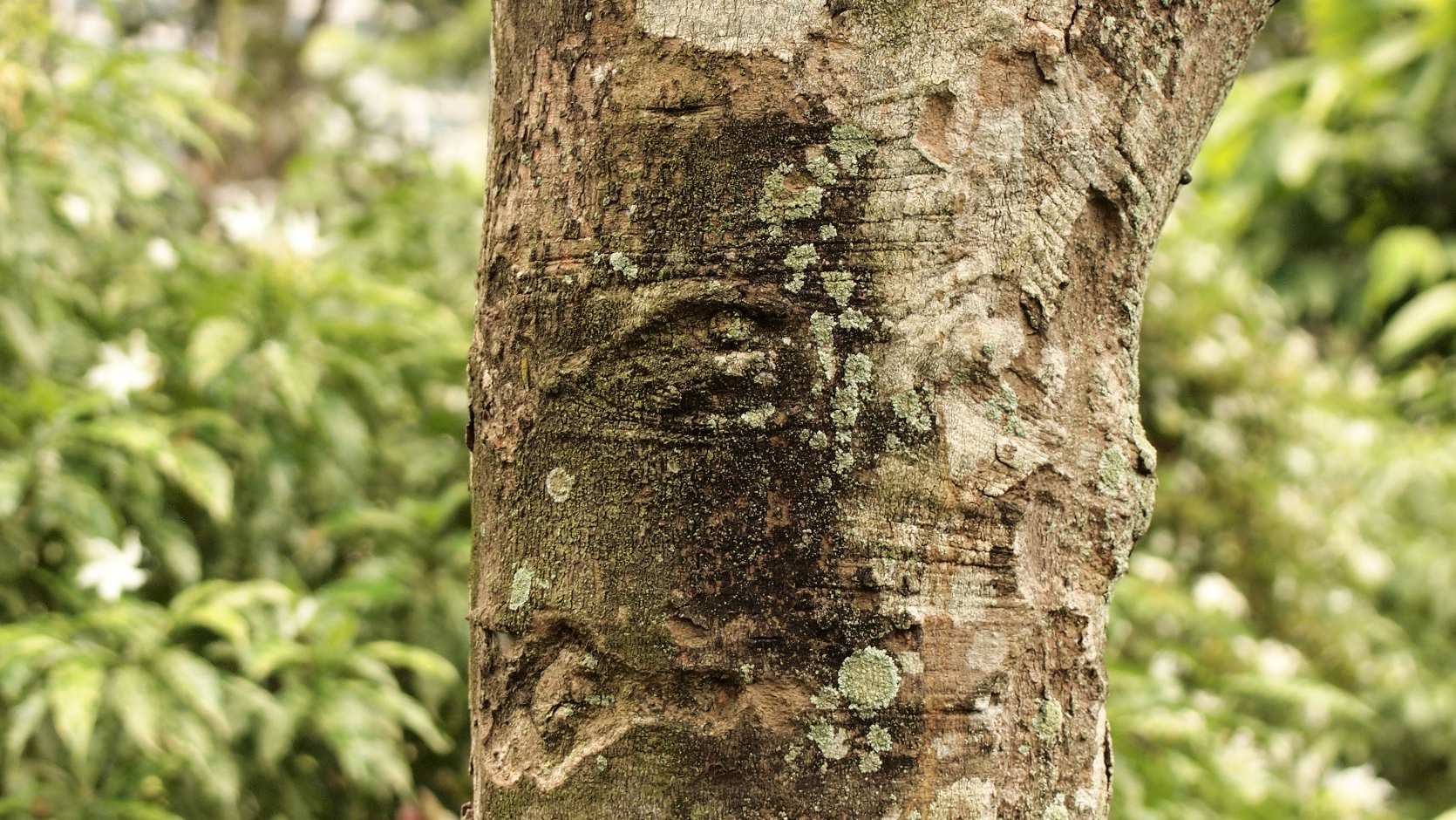 Rubber (Hevea Brasiliensis)