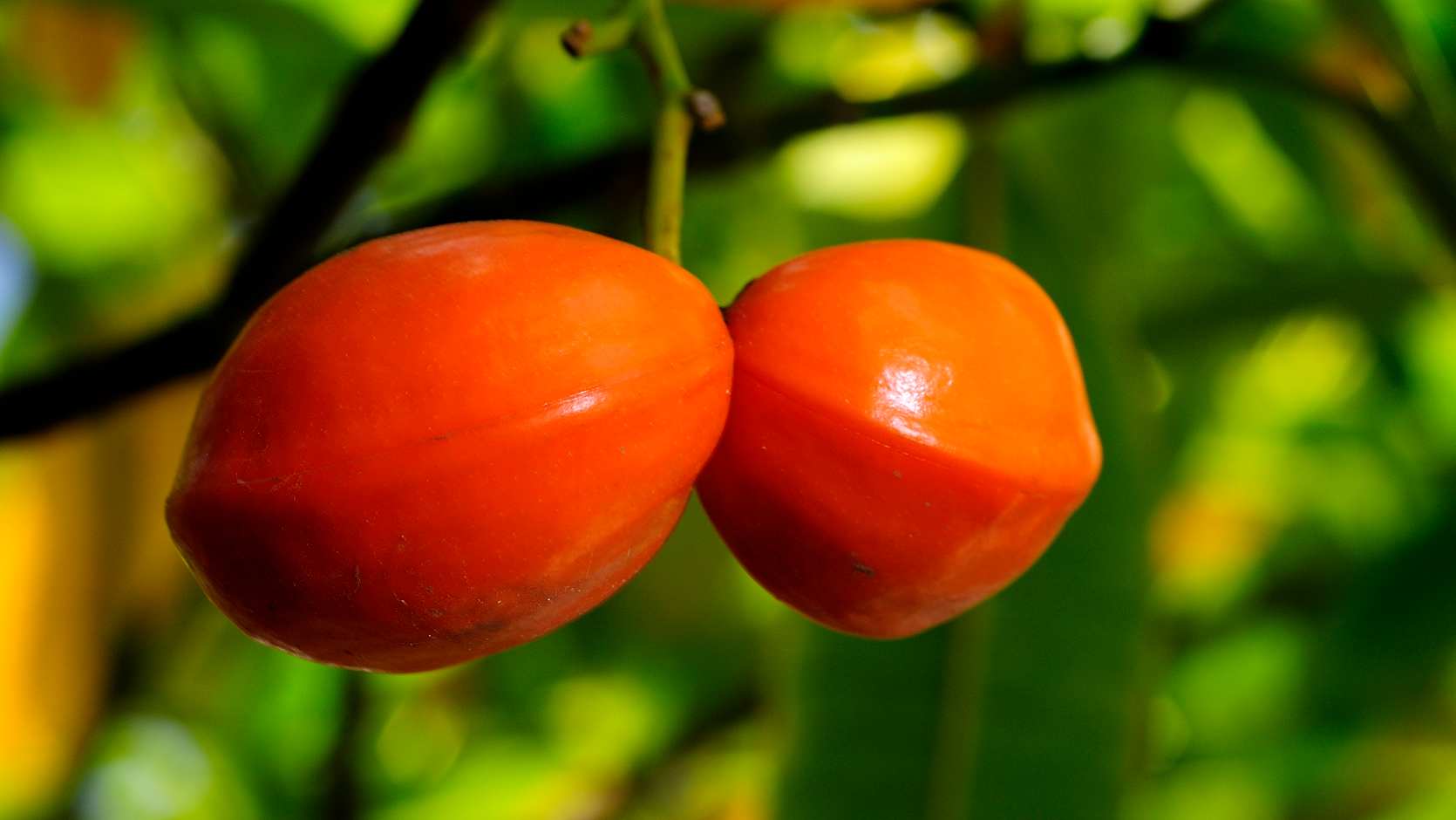 Forbidden Fruit of India, or Divi-Kaduru (Tabernaemontana Dichotoma)