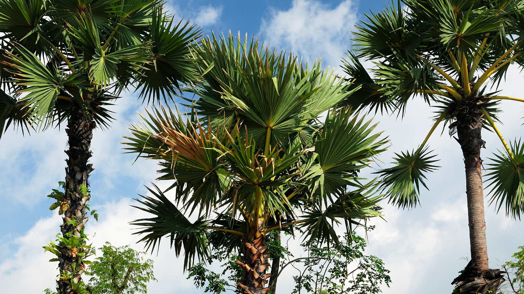 Asian Palmyra Palm (Borassus Flabellifer)