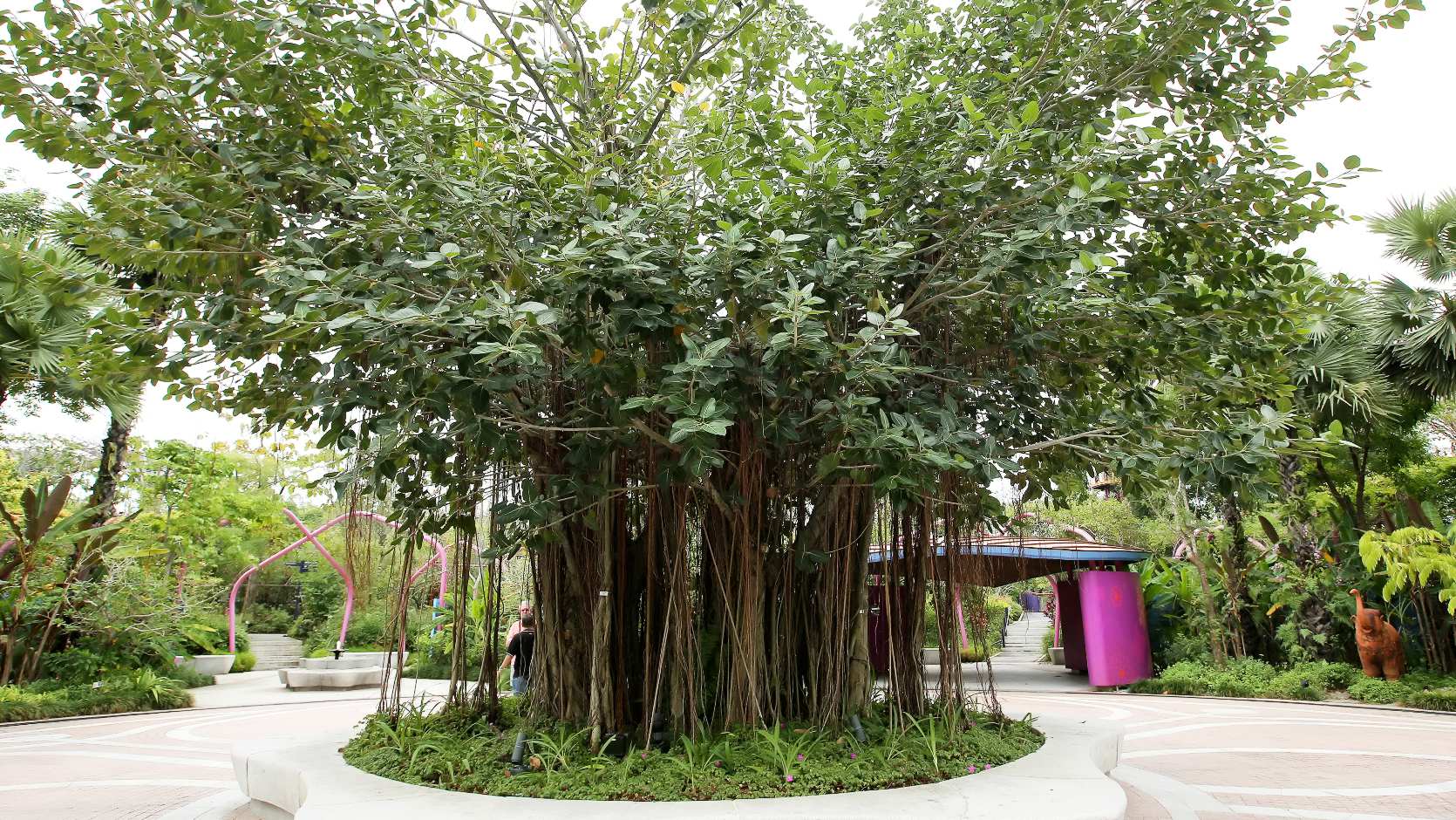 Banyan Tree (Ficus Benghalensis)