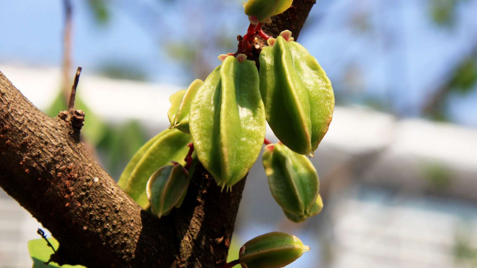 Star Fruit (Averrhoa Carambola)