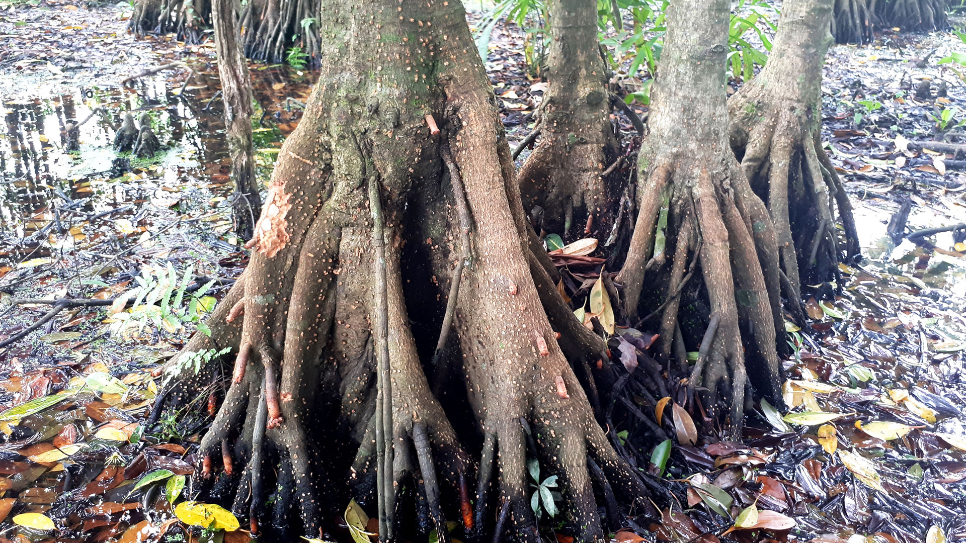 Upriver Orange Mangrove (Bruguiera sexangula)