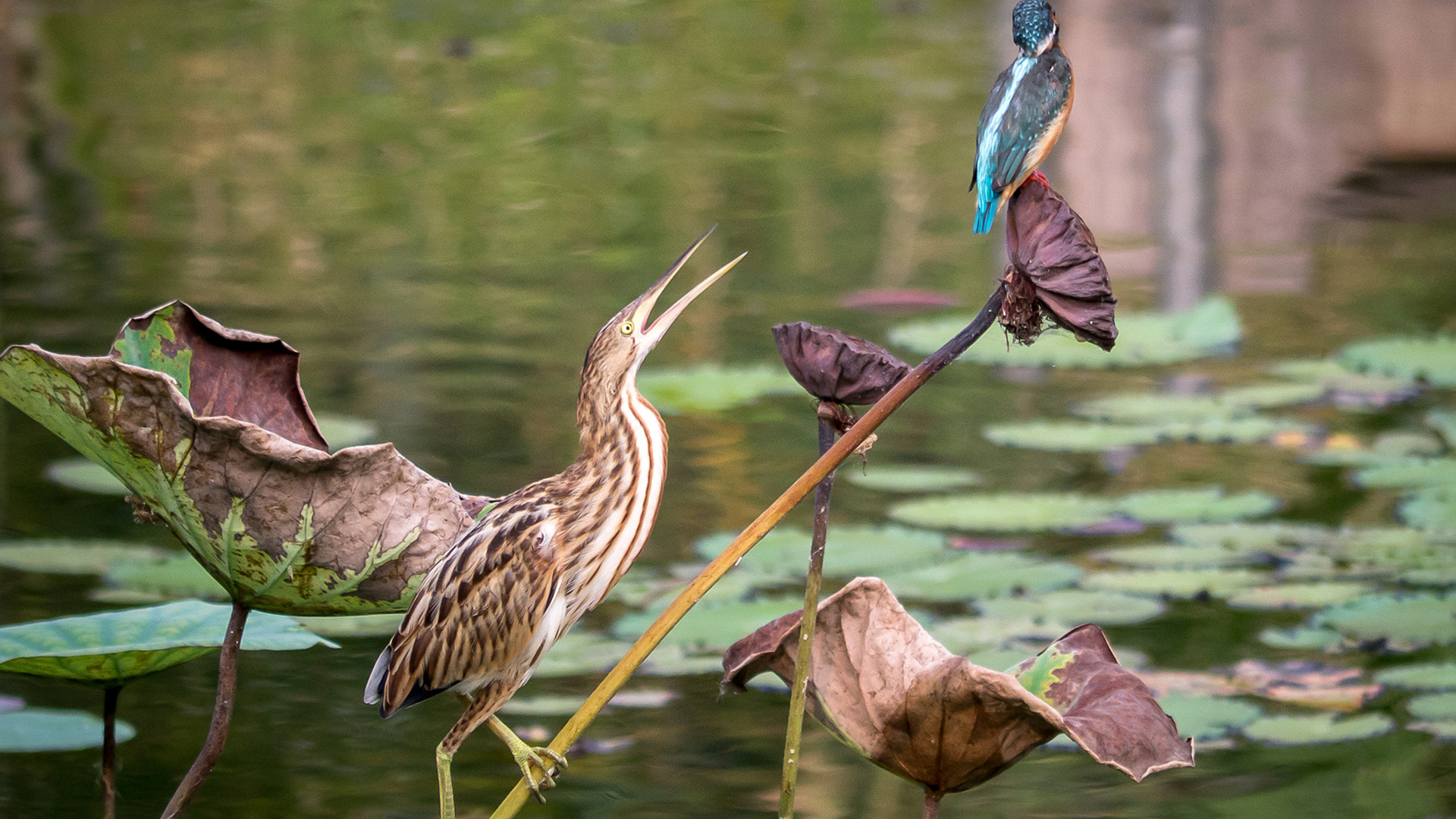 Yellow Bittern