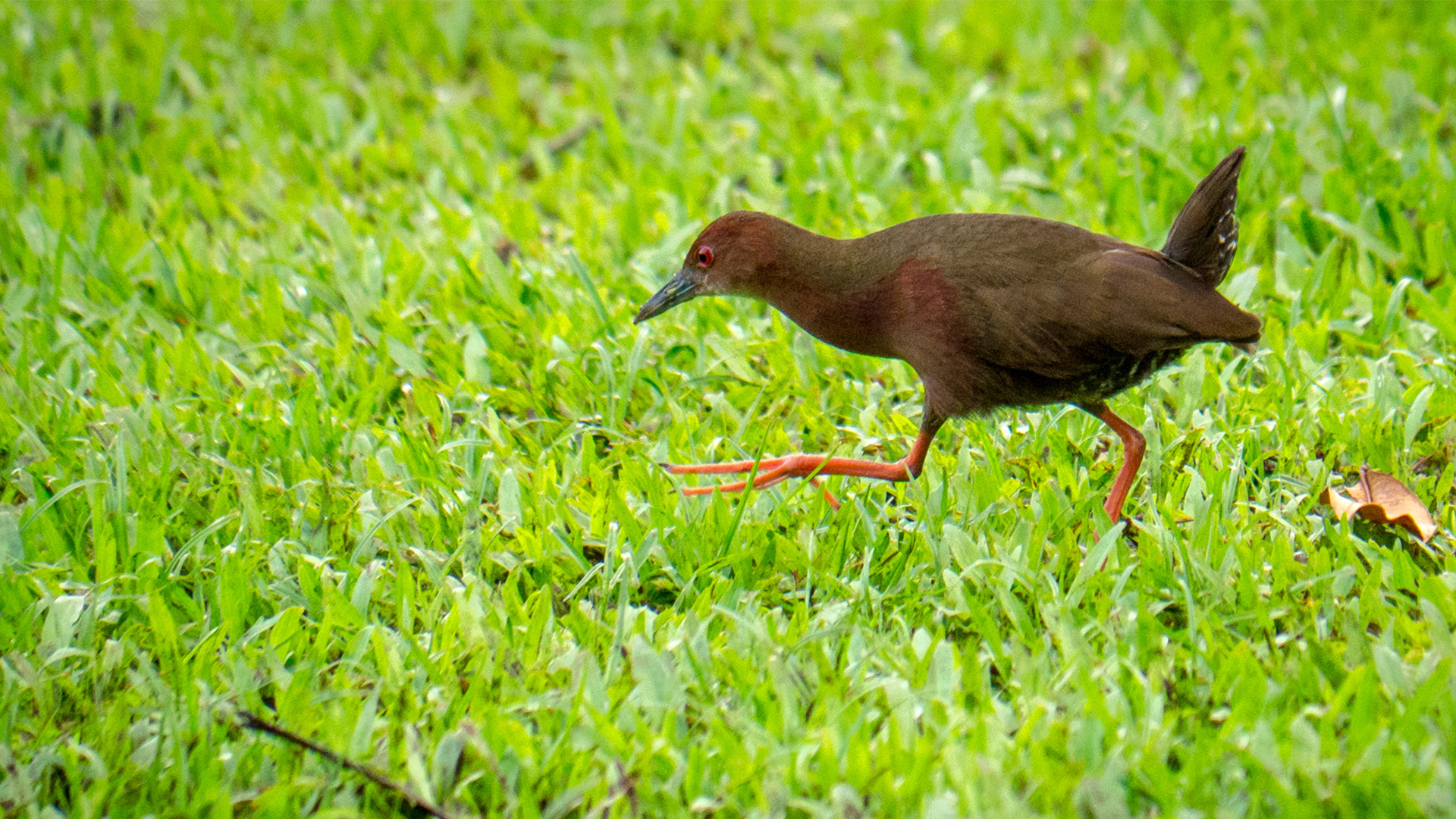 Ruddy-breasted crake