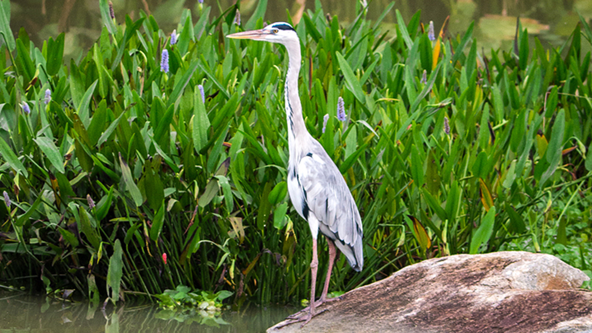 Grey Heron