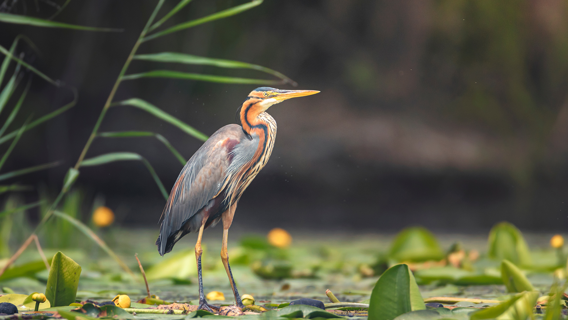 Purple Heron