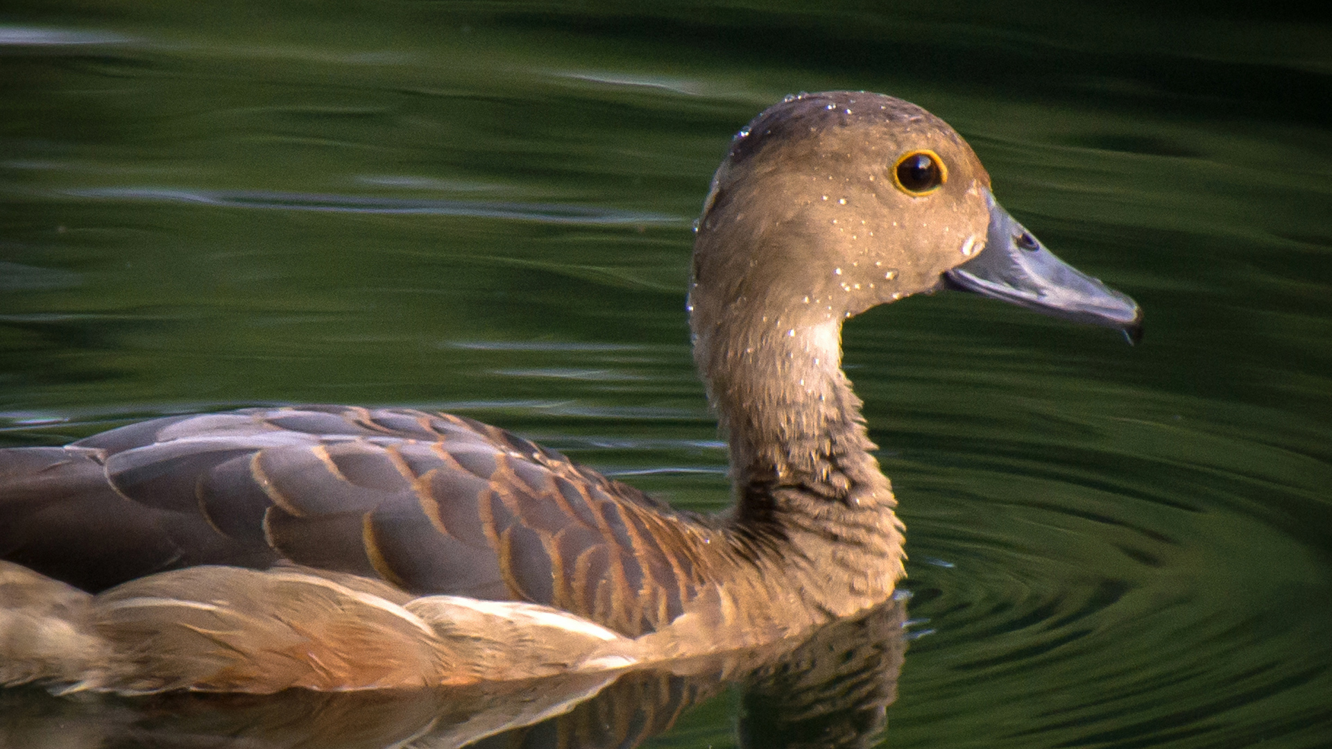 Lesser Whistling Duck