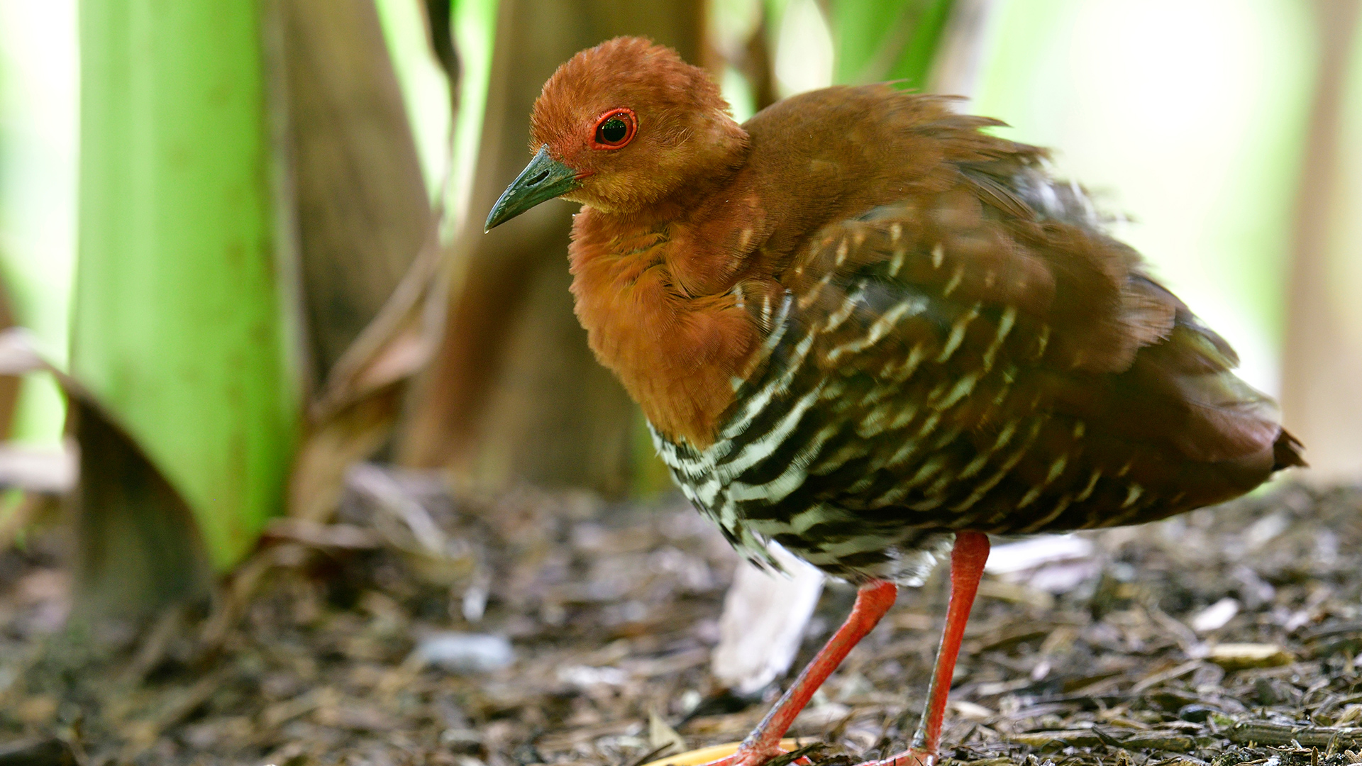 Red-legged crake