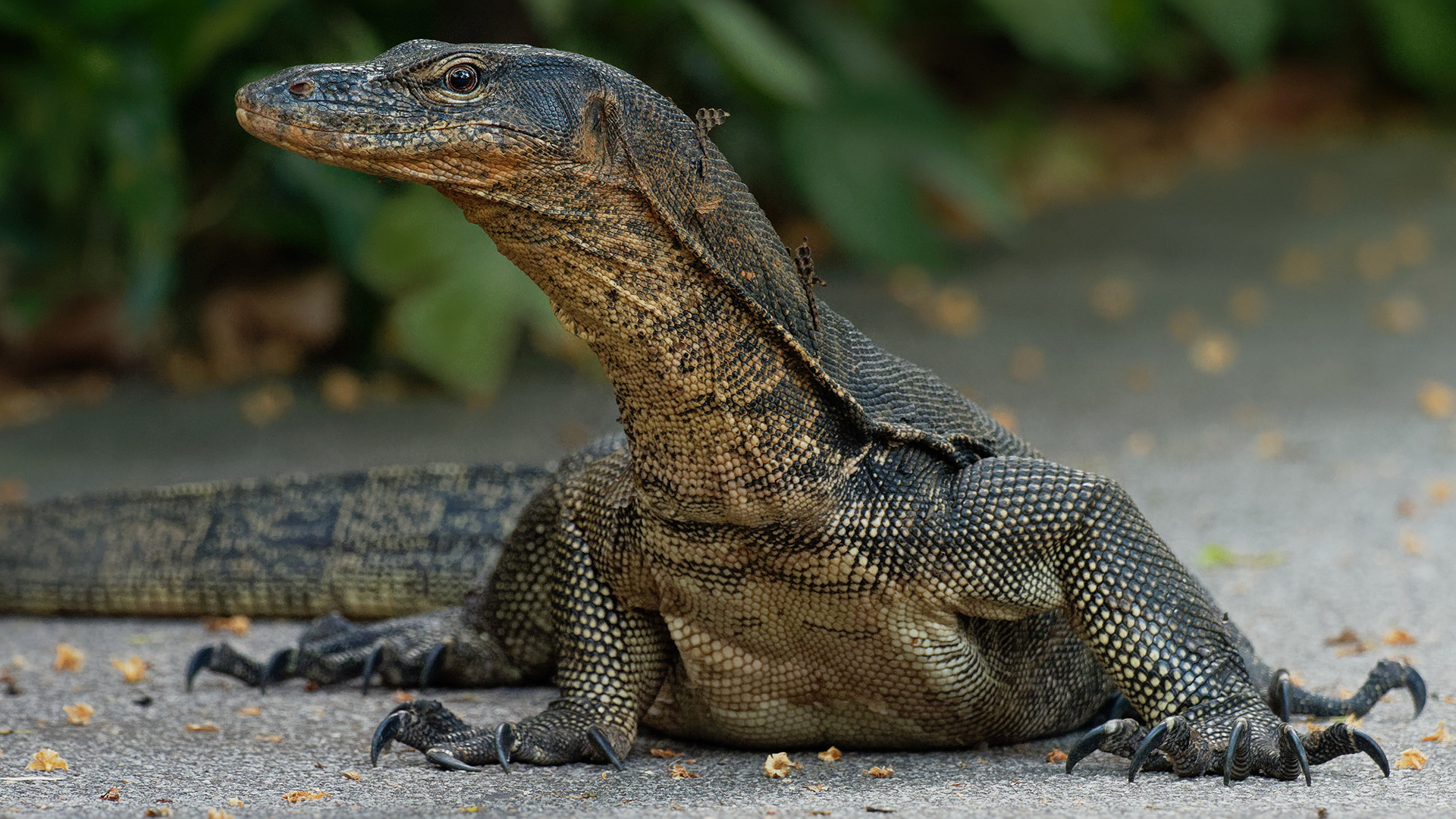 Malayan Water Monitor