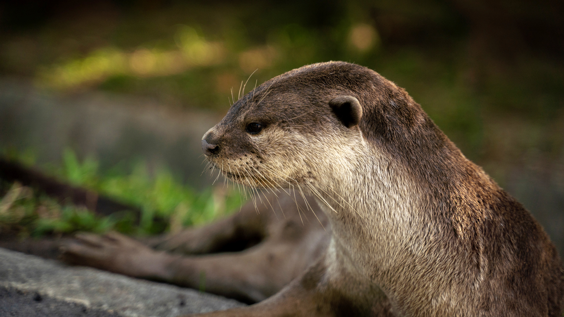 Smooth-coated Otter