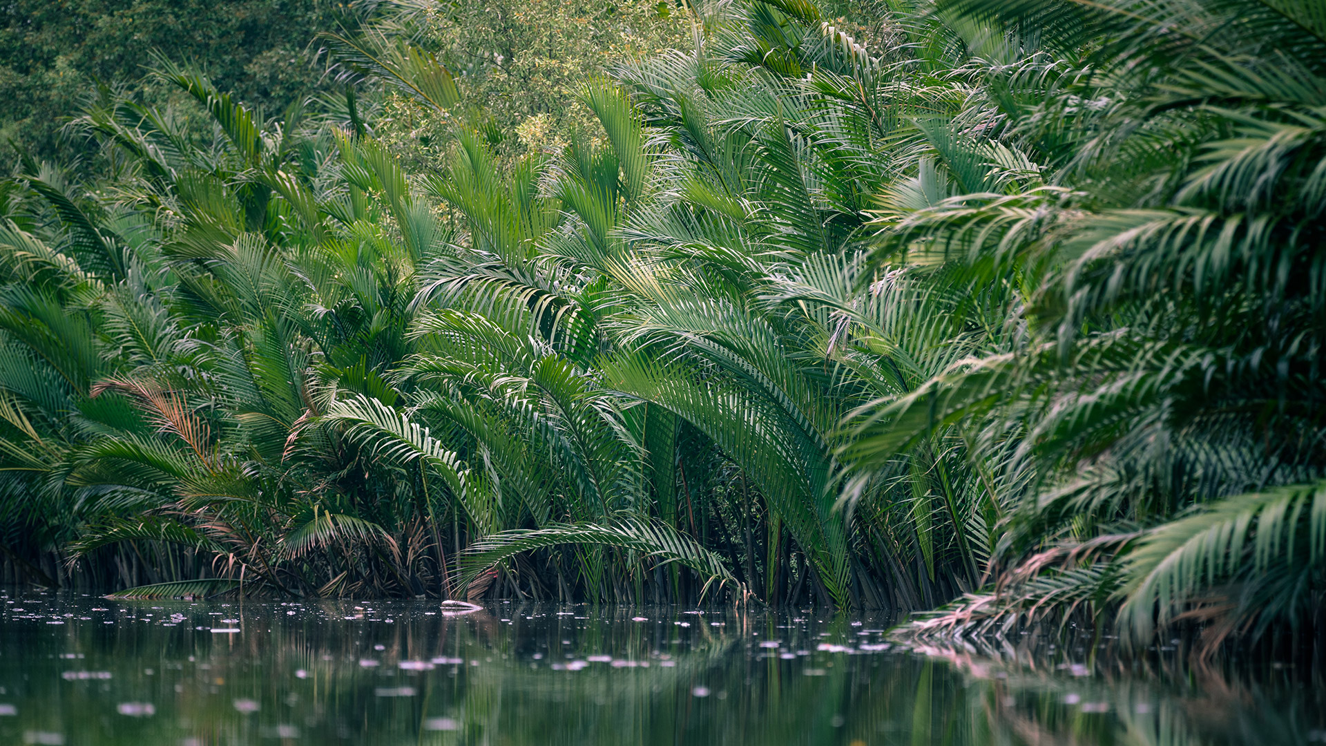 Nipah Palm (Nypa fruticans)