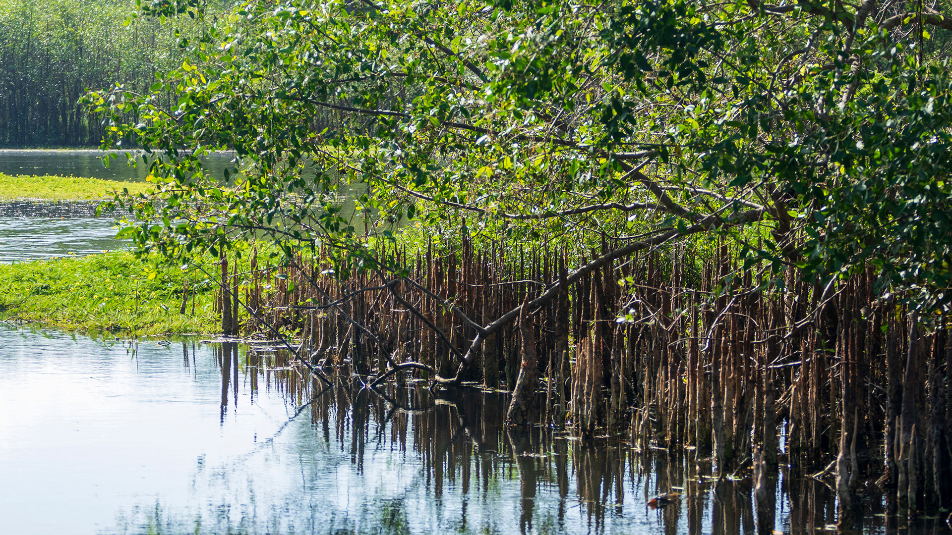 Firefly Mangrove (Sonneratia caseolaris)