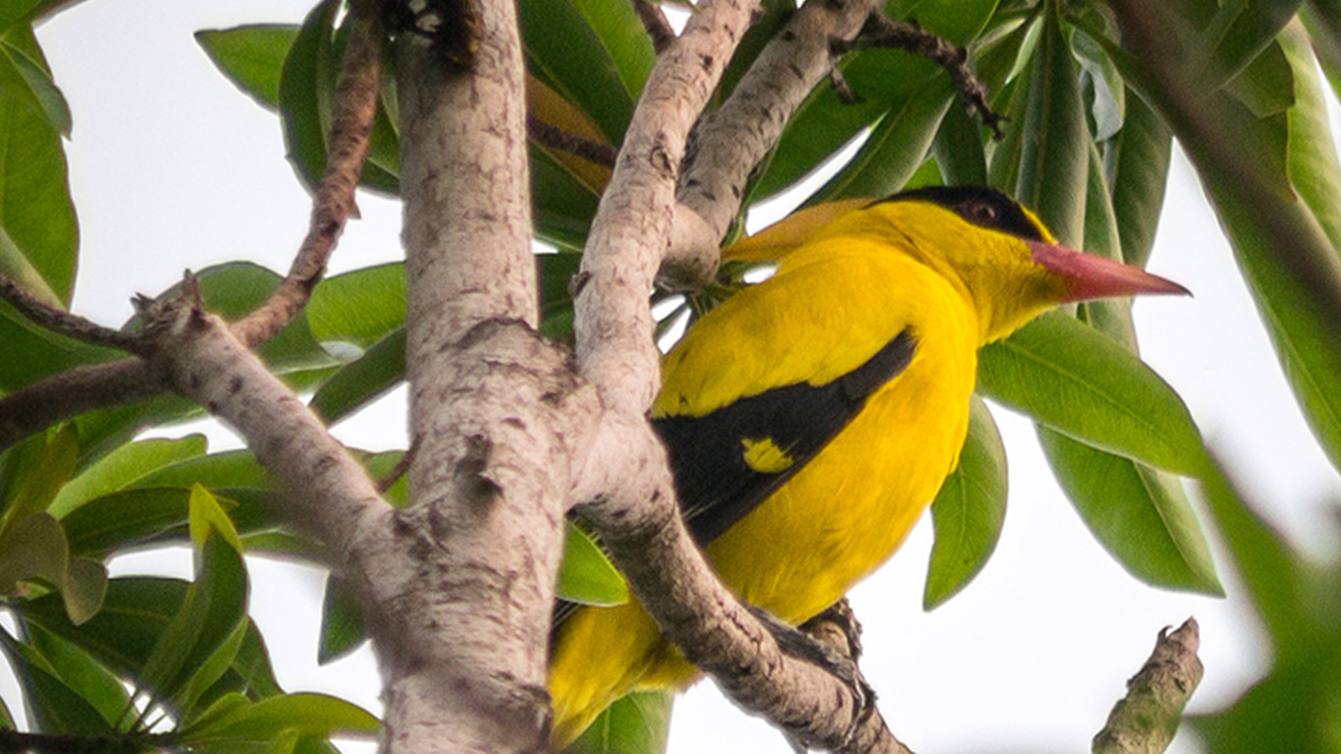 Black-naped Oriole